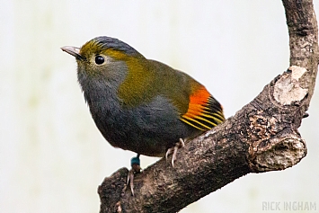 Liocichla