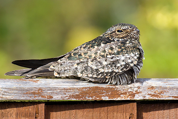 Nightjar/Nighthawk