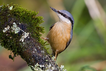 Nuthatch