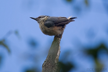 Juvenile | Nuthatch