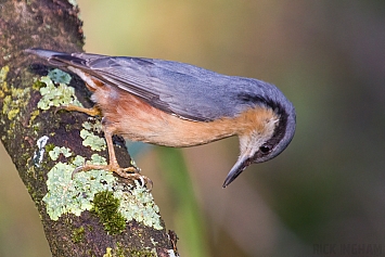 Nuthatch