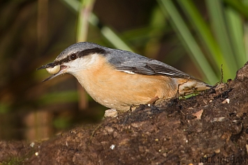 Nuthatch