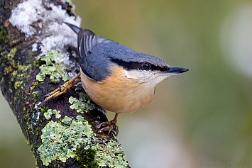 Nuthatch