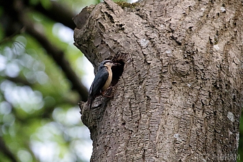Nuthatch