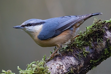 Eurasian Nuthatch | Female