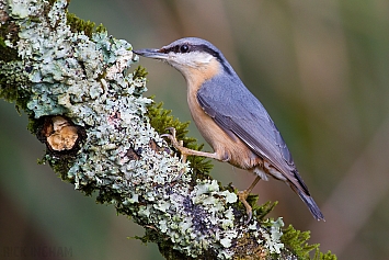 Eurasian Nuthatch | Female