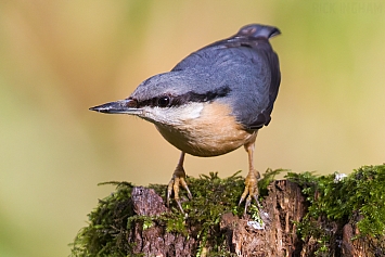 Eurasian Nuthatch | Female