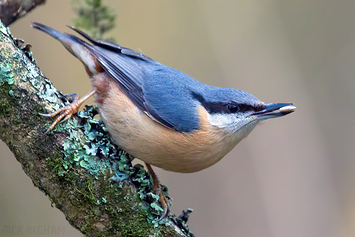 Eurasian Nuthatch | Male