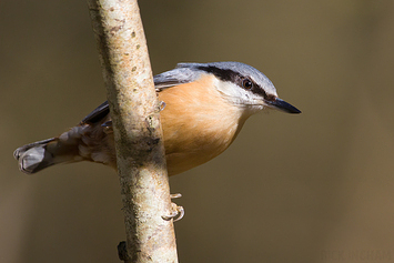 Eurasian Nuthatch | Male