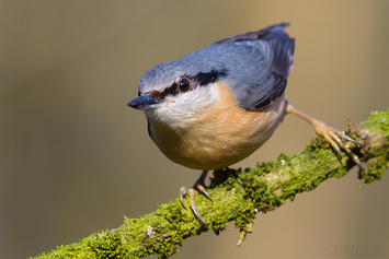 Eurasian Nuthatch | Male