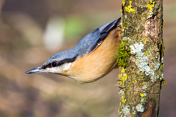 Eurasian Nuthatch | Male