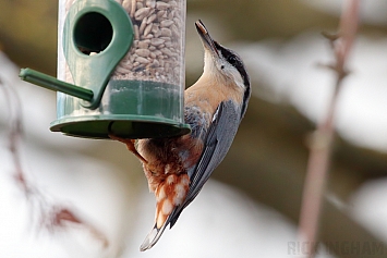 Nuthatch