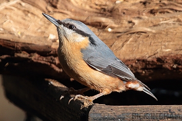 Nuthatch