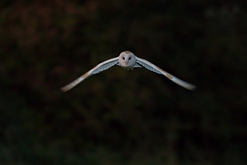 Barn Owl