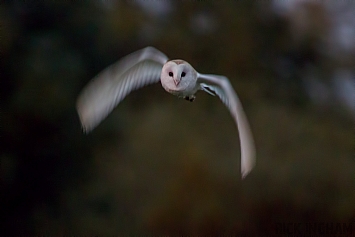 Barn Owl