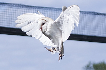 Barn Owl