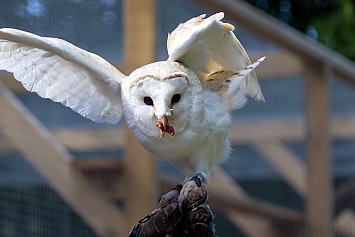 Barn Owl