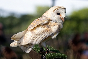 Barn Owl