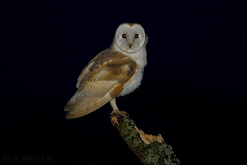 Barn Owl