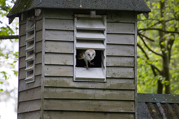 Barn Owl