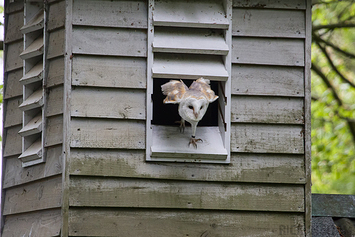 Barn Owl