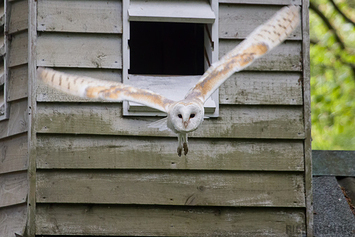 Barn Owl