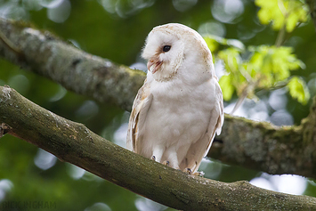 Barn Owl