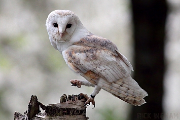 Barn Owl