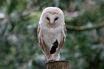 Barn Owl