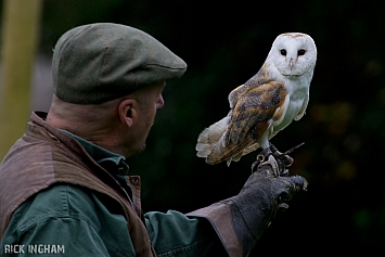 Barn Owl