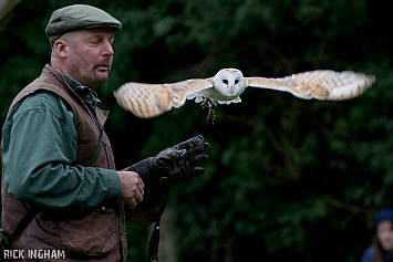 Barn Owl