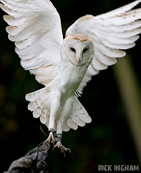 Barn Owl