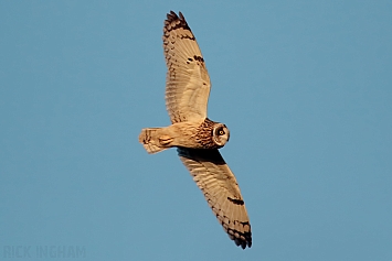 Short-Eared Owl