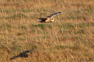 Short-Eared Owl