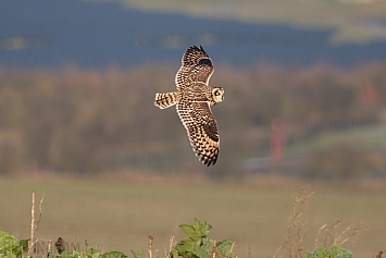 Short-Eared Owl