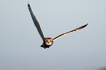 Short-Eared Owl