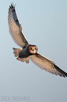 Short-Eared Owl