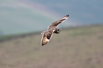 Short-Eared Owl