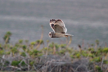 Short-Eared Owl