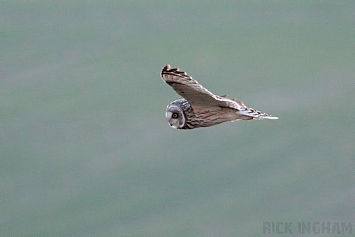 Short-Eared Owl