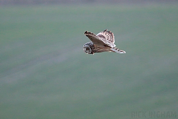 Short-Eared Owl