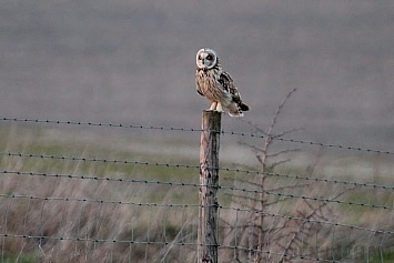 Short-Eared Owl