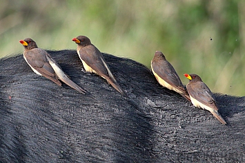 Oxpecker