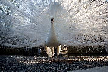 White Peacock