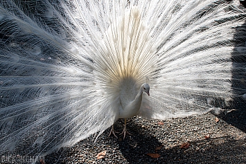 White Peacock