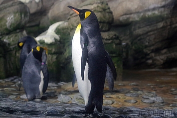 King Penguin
