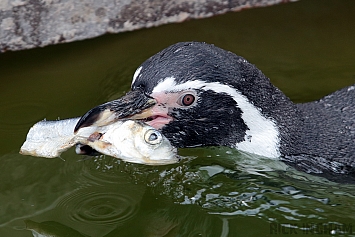 Humboldt Penguin