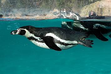 Humboldt Penguin