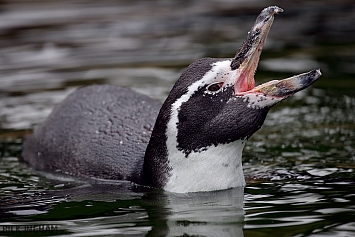 Humboldt Penguin