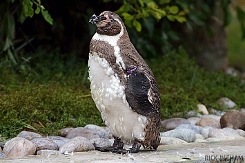 Humboldt Penguin